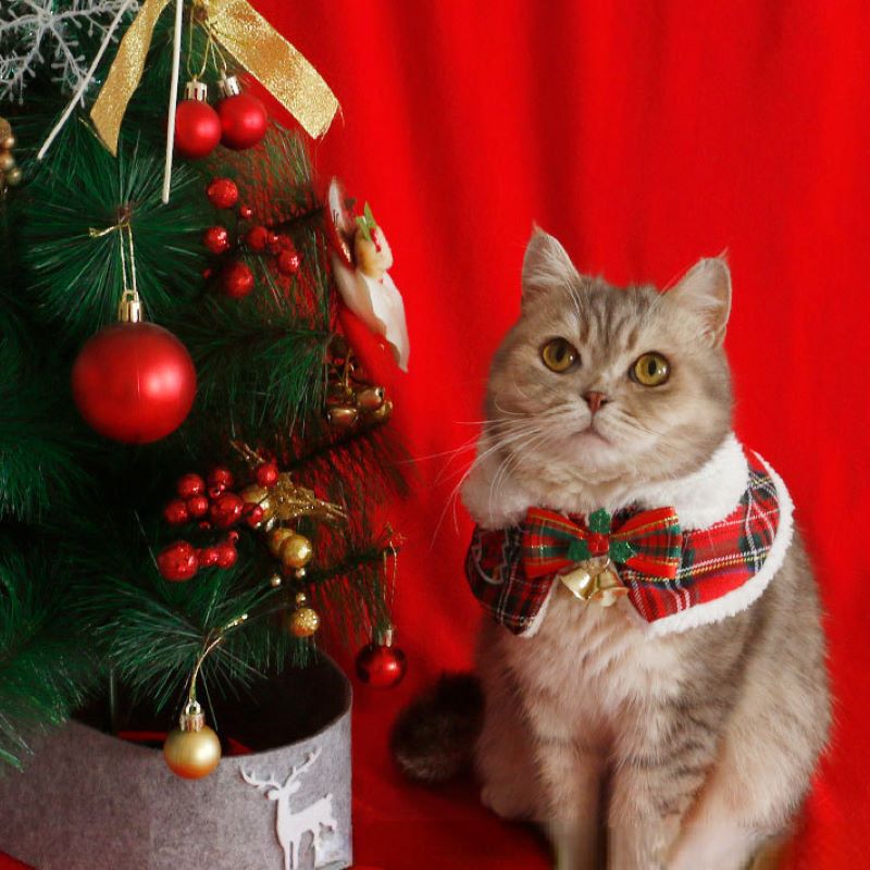 Cat Christmas Cloak Pet New Ye – Winter Clothing English Bewertung und Preis